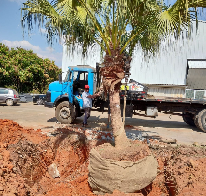 Plantio de espécies em jardim residencial em Sorocaba