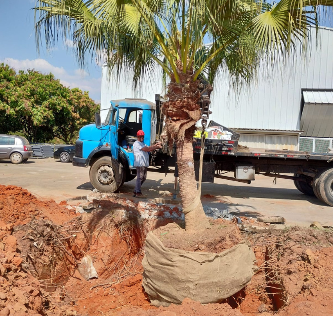 Plantio de espécies em jardim residencial em Sorocaba