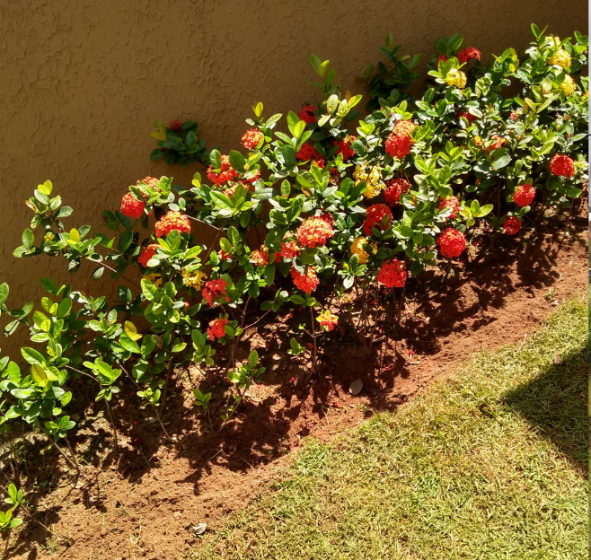 plantio de flores e paisagismo residencial executado em Sorocaba