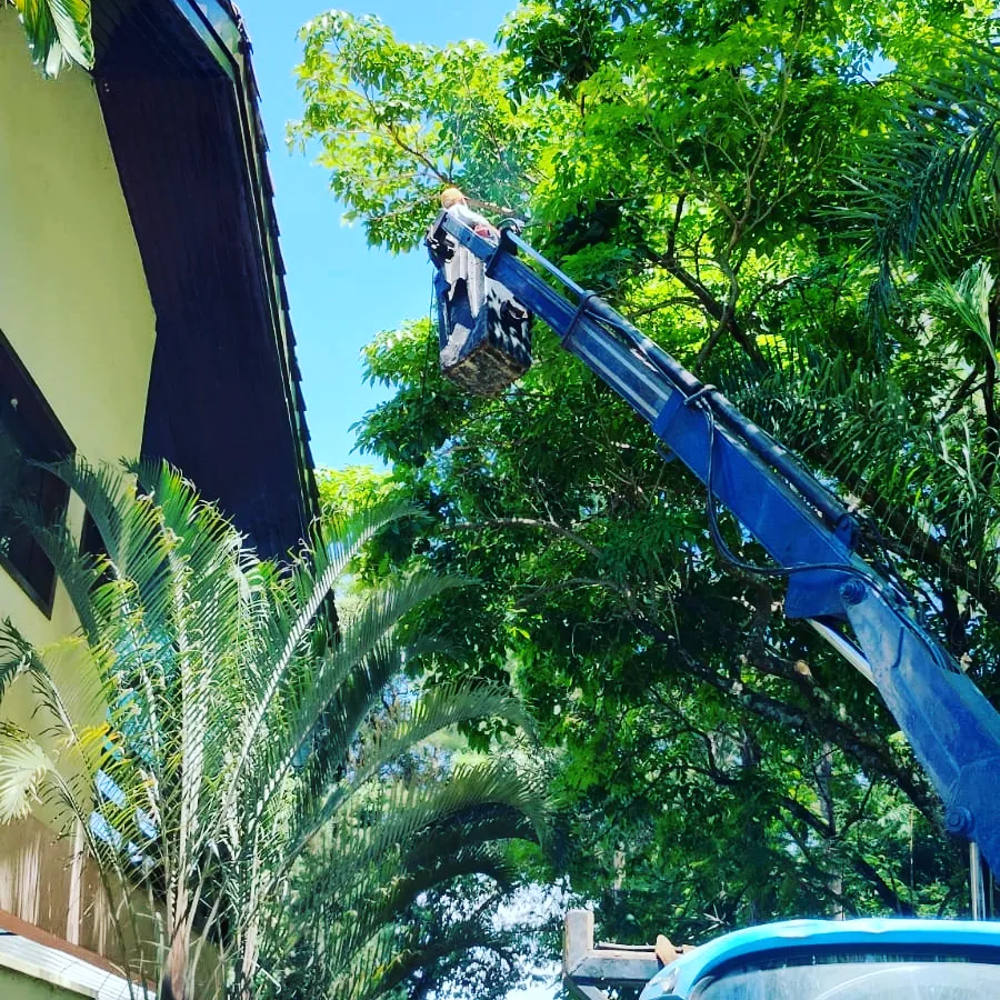 Poda de árvore de grande porte com caminhão munck em Sorocaba